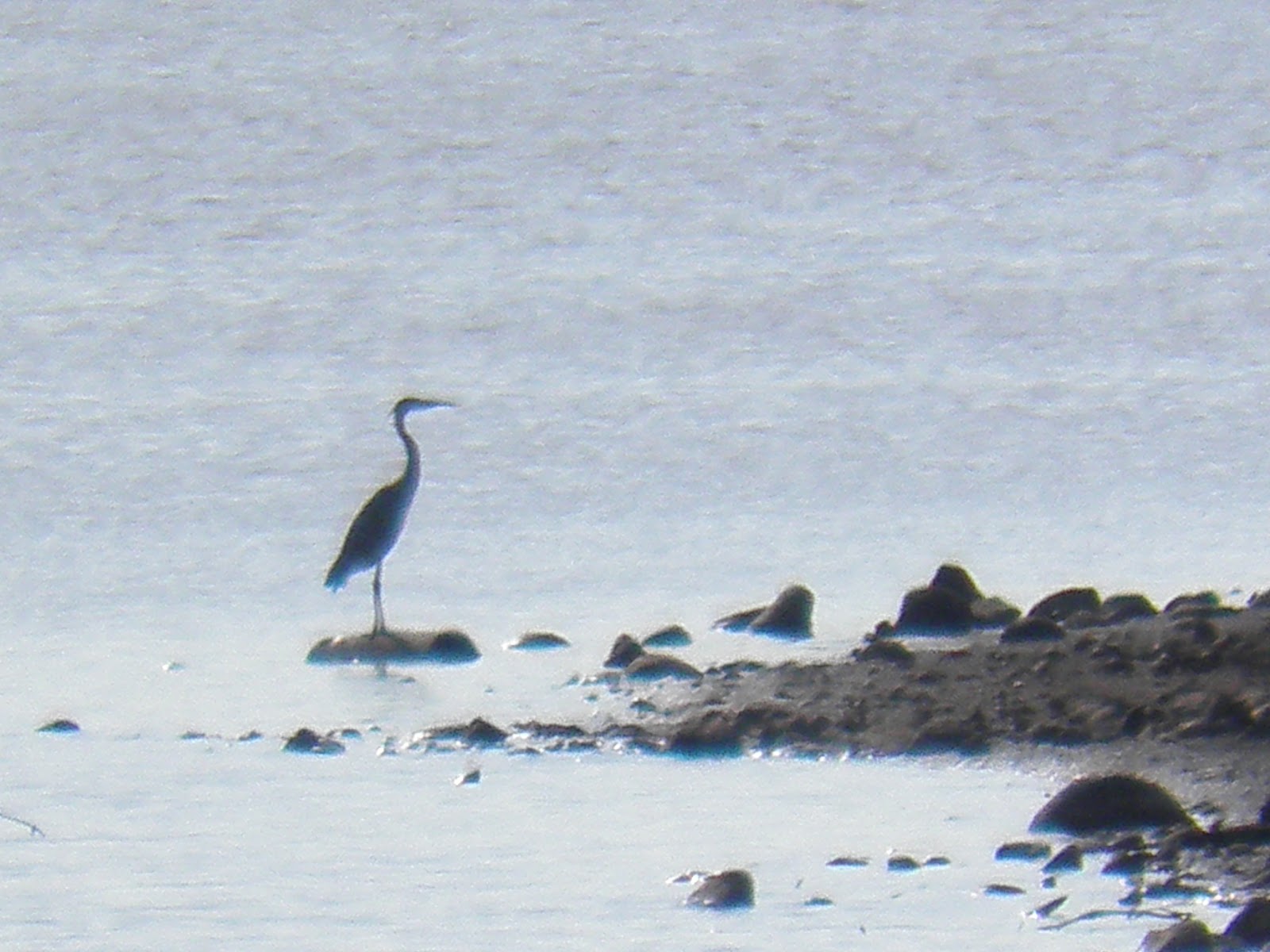 walking flagstaff a flagstaff july