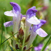 http://wild-flowers-of-europe.blogspot.nl/2014/12/scutellaria-alpina.html