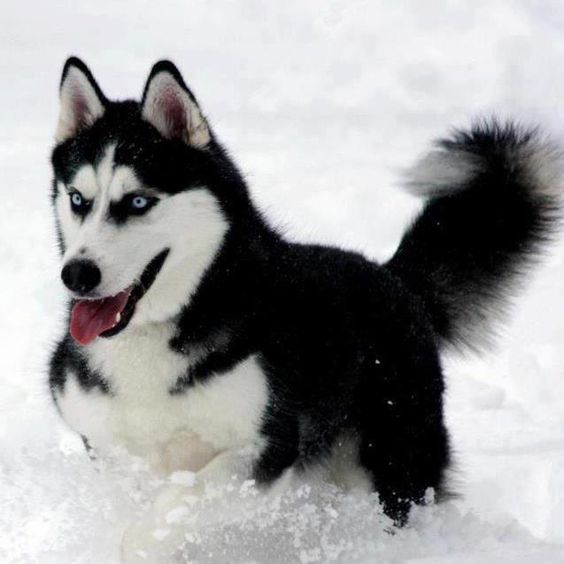 siberian husky needs