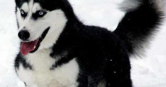 Siberian Husky Mixed with Poodle