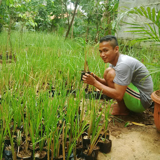 Jual bibit akar wangi (RUMPUT VETIVER) | cara menanam dan budidaya rumput vetiver