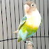 Ciri-Ciri Fisik Burung Lovebird Ngekek Panjang Untuk Lomba