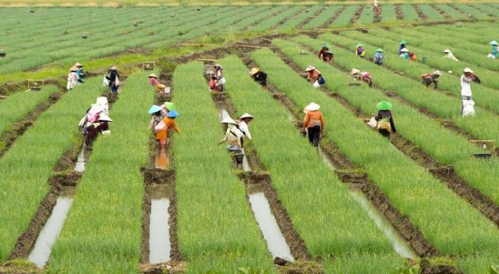 Pengertian Tujuan Keuntungan Serta Dampak Negatif Dan Positif Pelaksanaan Program Revolusi Hijau Pada Masa Orde Baru Di Indonesia Materiedukasi Com