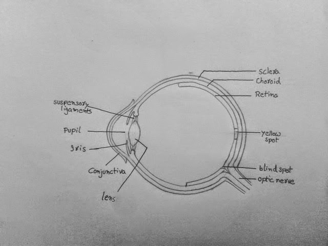 Draw a labeled diagram of human eye Write the functions of Cornea, Iris