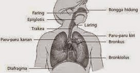 Kumpulan Organ-Organ Pernapasan atau Respirasi Pada Manusia | awalilmu