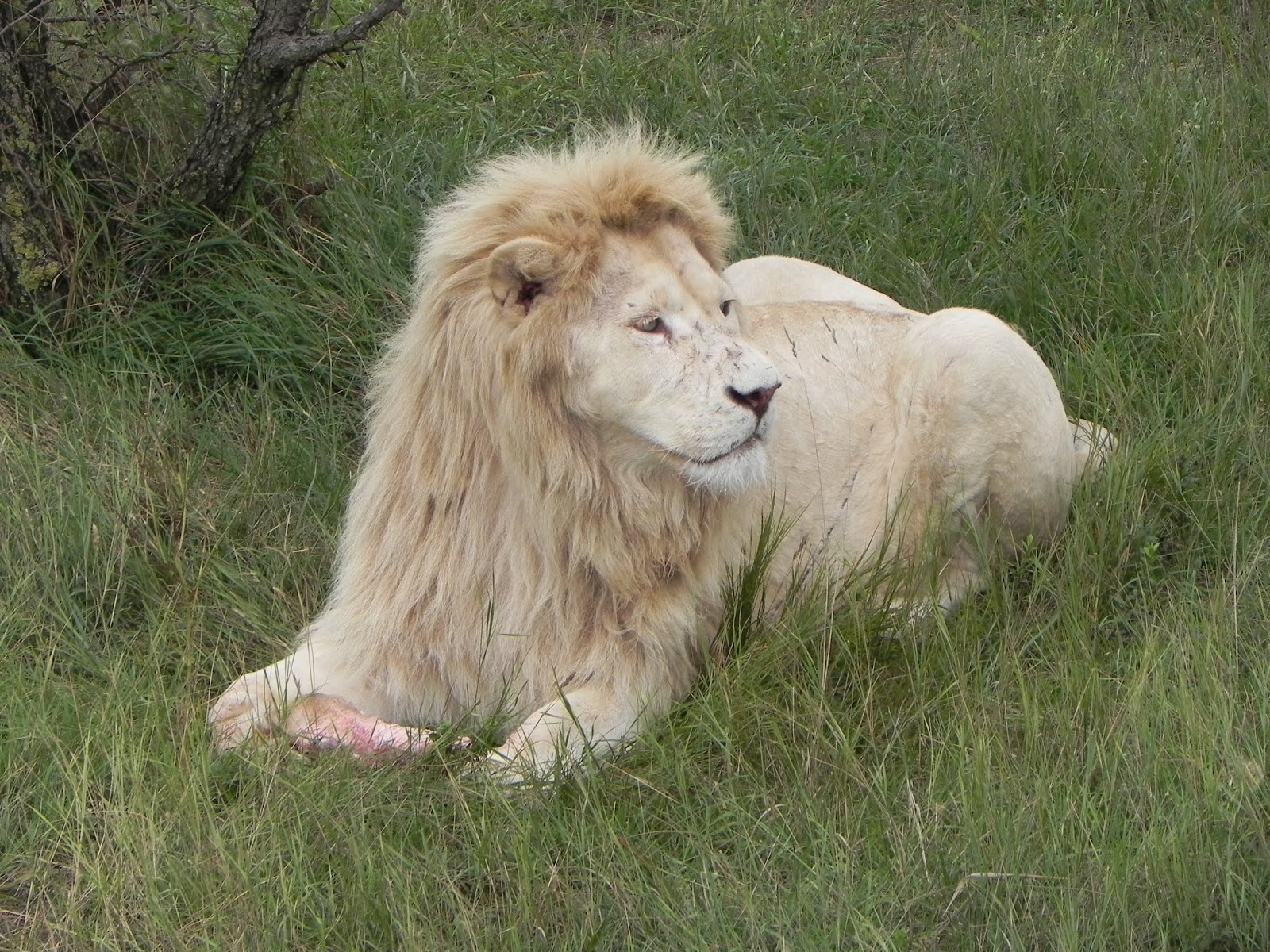 Б н львов. Белые львы парк Тайган. Тайган Лев Дейл. Гималайский карликовый Лев.