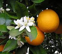 مصادر الأغذية - البرتقال