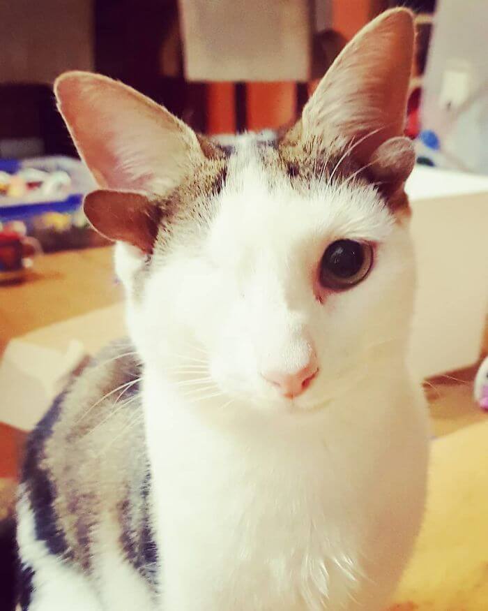 Rescue Kitty With Four Ears And One Eye Finally Found A Forever Home