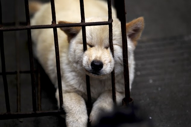 Perros sacrificados para comida en China
