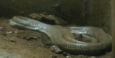 Indian Cobra, Naja naja, Indian snakes, poisonous snakes in India