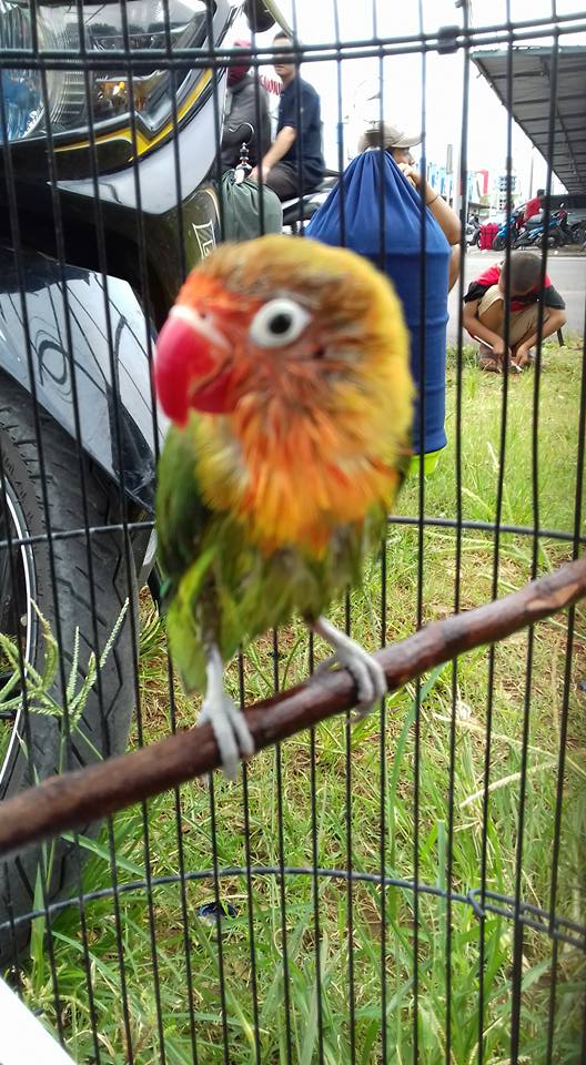 Settingan Lovebird Paud Pakai Untulan Lovebird Bekasi
