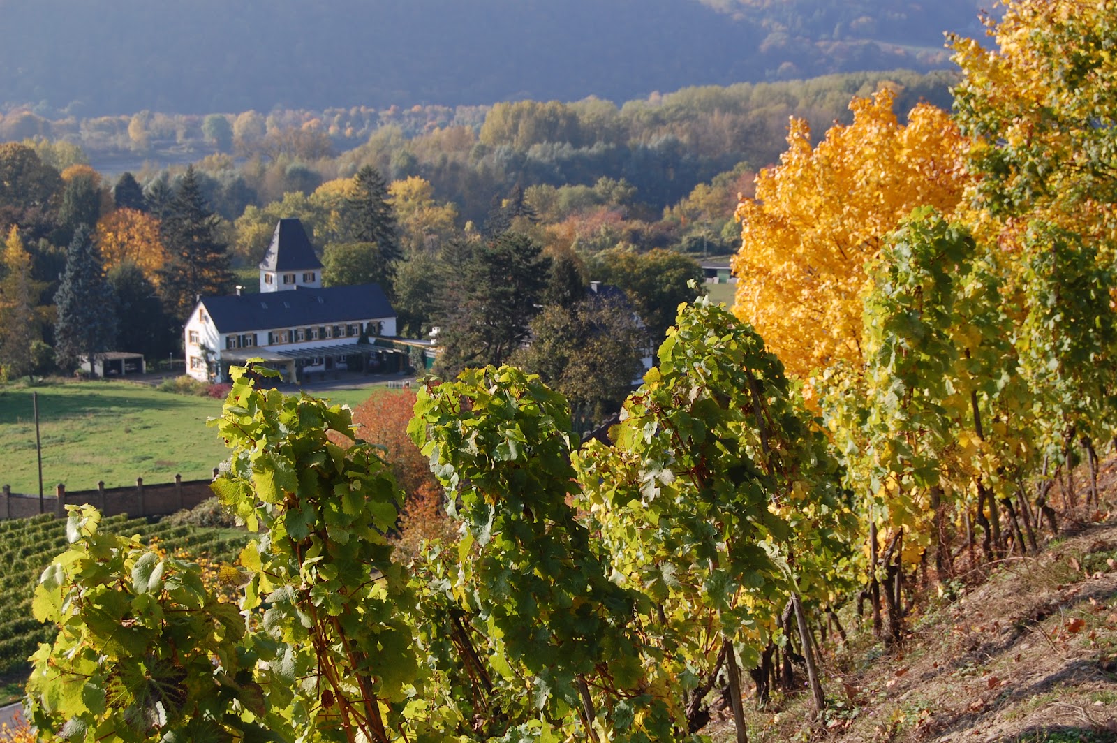 Weinbruderschaft MittelrheinSiebengebirge Hammerstein