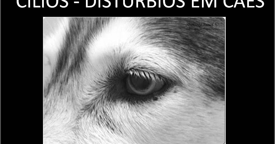 Cilios de cachorro Clearance