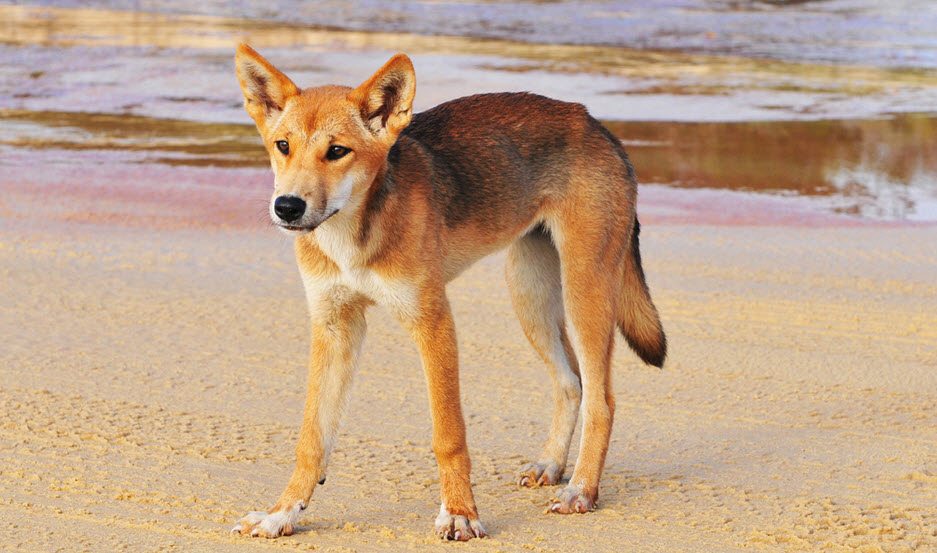Дикая собака динго новый год. Собака Динго. Динго в Австралии. Дикая собака Динго. Овчарка короткошерстная Динго.