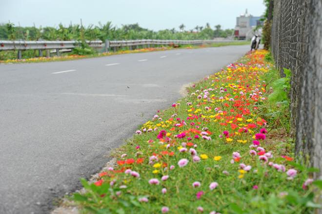 Con đường hoa mười giờ tuyệt đẹp ở vùng quê
