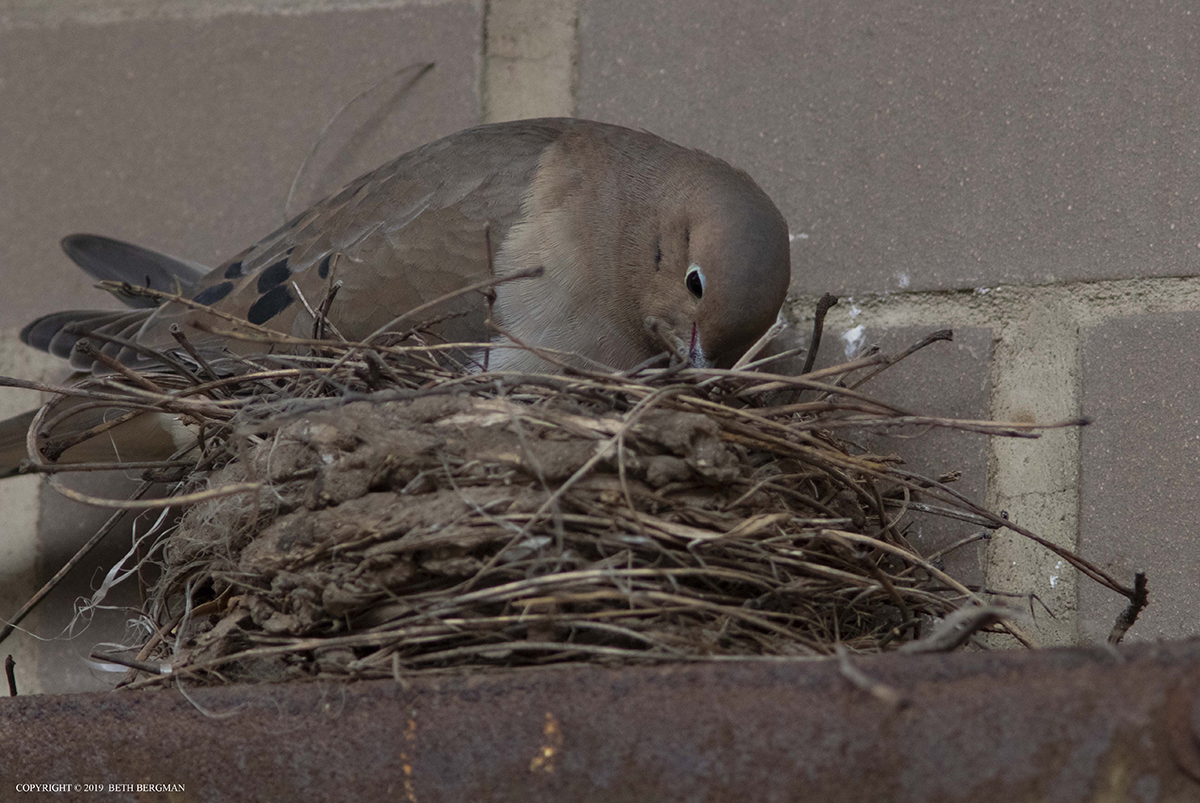 The Beth Lenz The dove nest