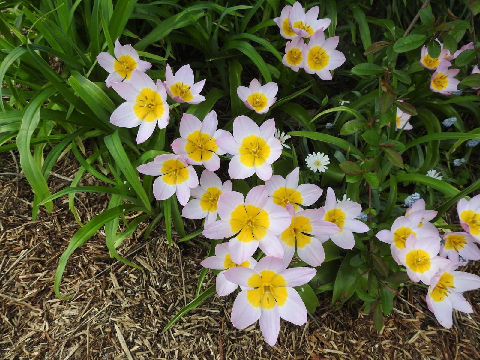 A corner of France Spring flowers