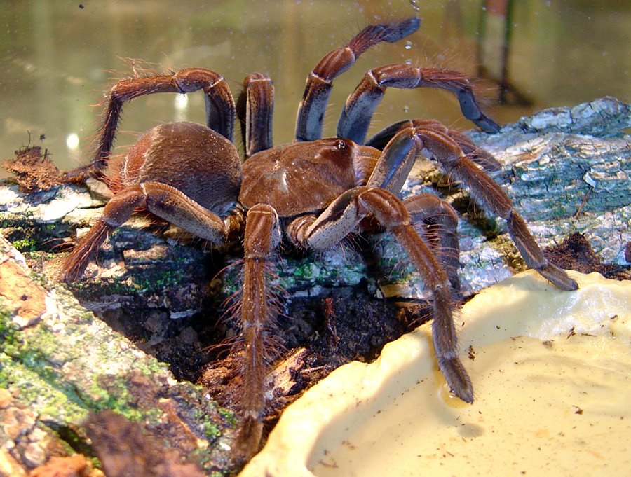 Cute Cool Pets 4U Biggest Spiders In The World Pitures cute-cool-pets-4u-biggest-spiders-in-the-world-pitures