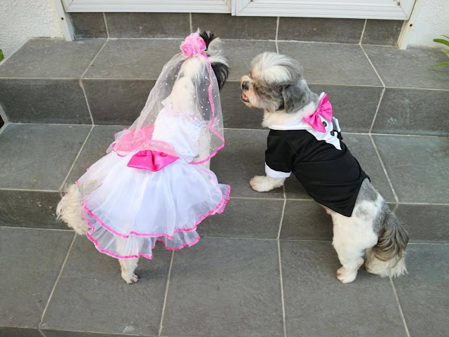 shih tzu-se-sacudindo-vestido-bailarina