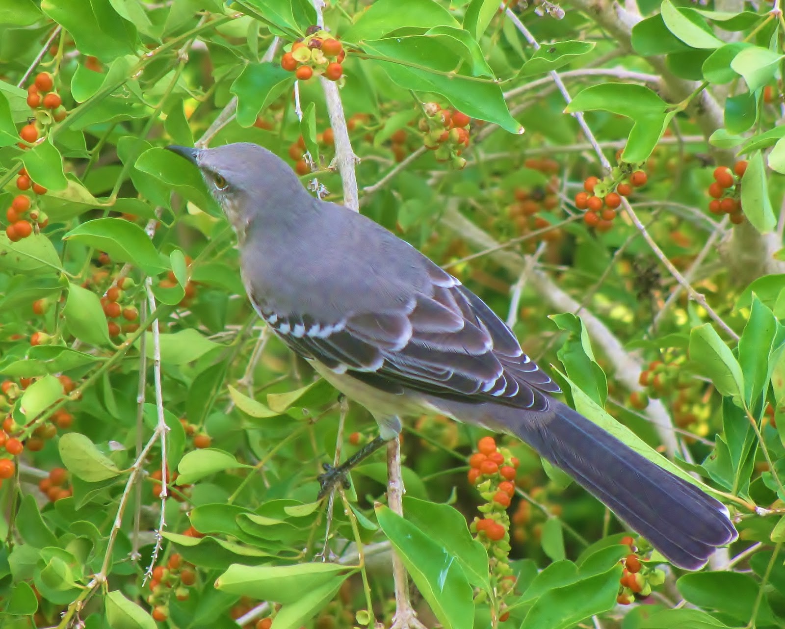 Arroyo Colorado Riverblog: Sitting Pretty in the Rio Grande Valley