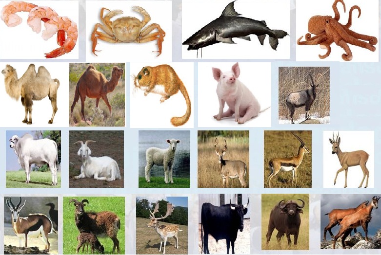 Entrando na Bíblia ANIMAIS PUROS E ANIMAIS IMUNDOS Entrando na Bíblia ANIMAIS PUROS E ANIMAIS IMUNDOS