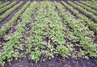 giant-ragweed-late-planting-date