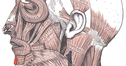 MENTALIS | Muscles Information