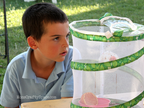 kids observing butterfly in insect netting cage