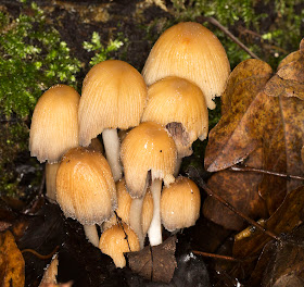 Coprinellus micaceus (Glistening Inkcap). In the woods by Pratt's Bottom, 1 December 2012.