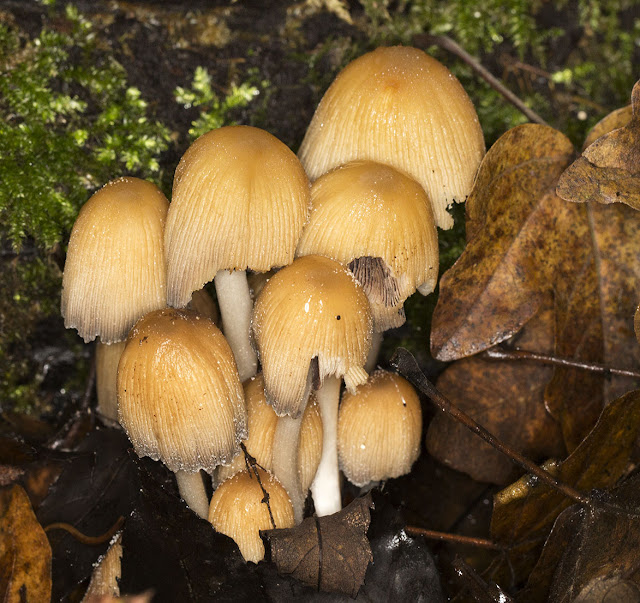 Coprinellus micaceus (Glistening Inkcap). In the woods by Pratt's Bottom, 1 December 2012.