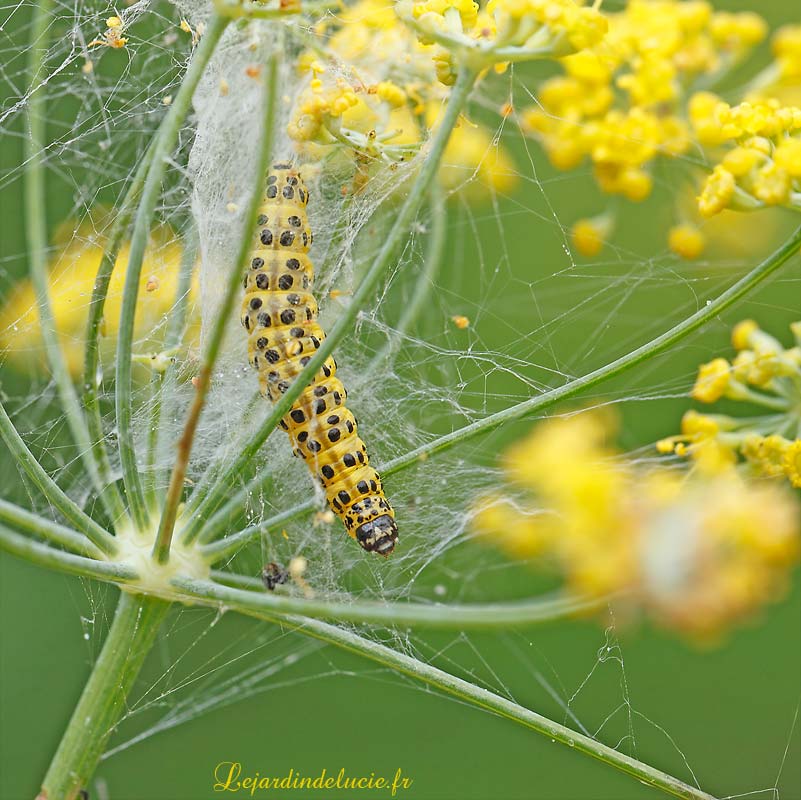 Sitochroa palealis, de la chenille au papillon. (Crambidae)