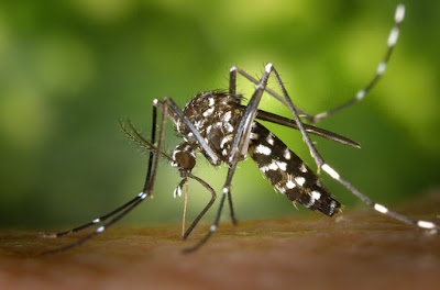Home remedies to avoid dengue fever