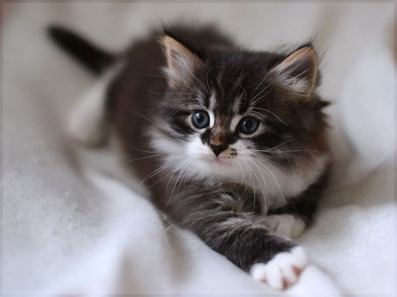 Котята в добрые пушистые. Сибирский кот. Сибирские котята. Сибирский кот пушистый котенок. Котята черно белые пушистые.