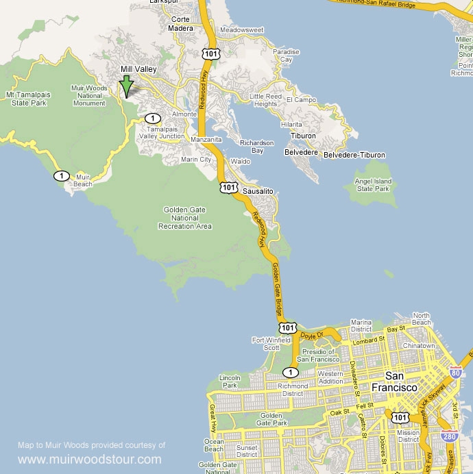 Muir Woods Monument The Redwood Forest Location of Muir Woods