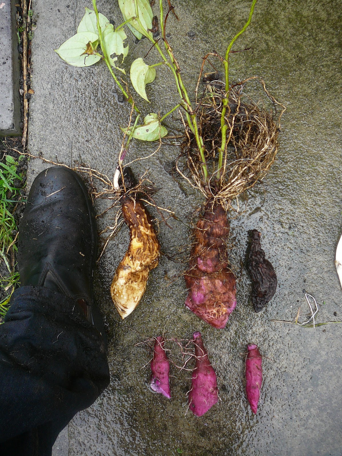People, Plants, Landscapes: My True Yams (Dioscorea alata)