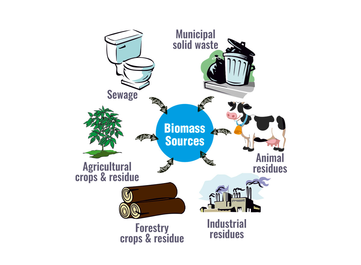 Examples Of Biomass