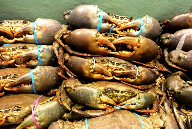 Mud Crab Export from Vietnam with High Demand