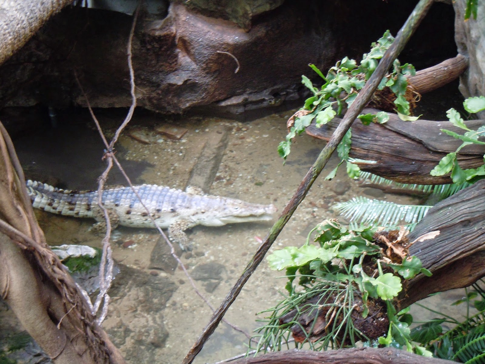 Joanna's Design TRAVEL Dallas World Aquarium review