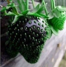 Are There Black Strawberries? 