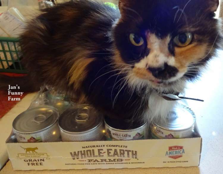 Whole Earth Farms Cat Food Review Whole Earth Farms Cat Food Review