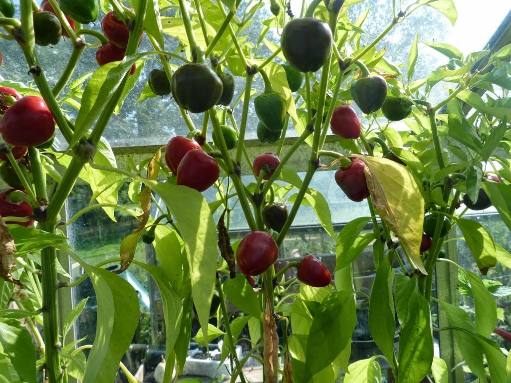 HOW TO OVERWINTER CHILLI PEPPER PLANTS The Garden of Eaden