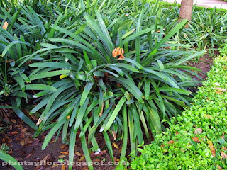 Clivia cyrtanthiflora