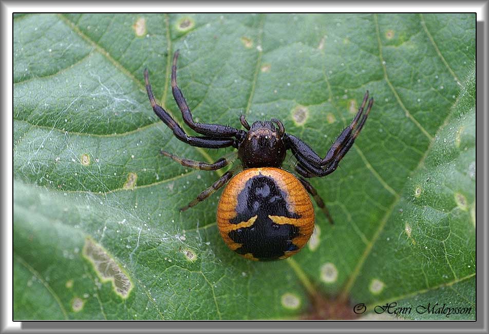 Photos araignées insectes fleurs henri maleysson L