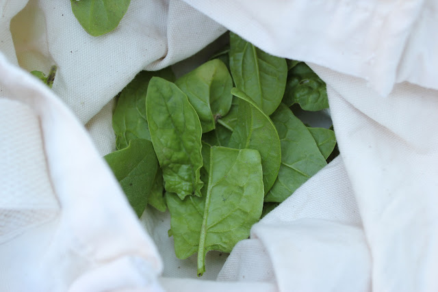 This delicious green is perfect in salads and smoothies. Learn how to harvest baby spinach with our tutorial!