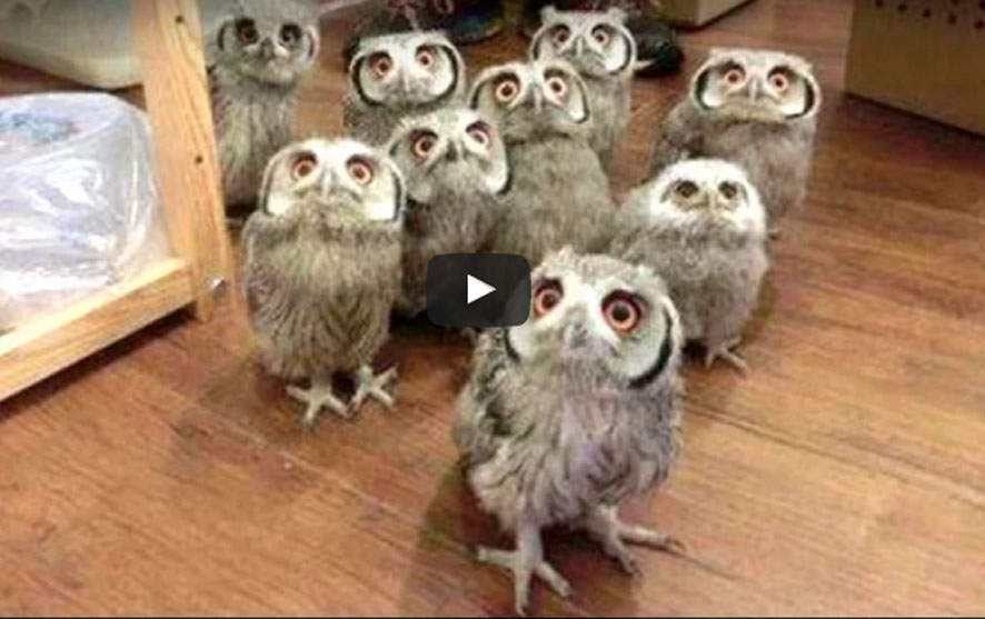 Here Are Owls Like You’ve Never Seen Them Before. Get Ready to Laugh