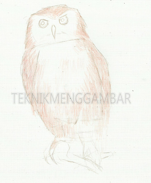 37 Free Download Info Cara Menggambar Burung Hantu Dengan Mudah