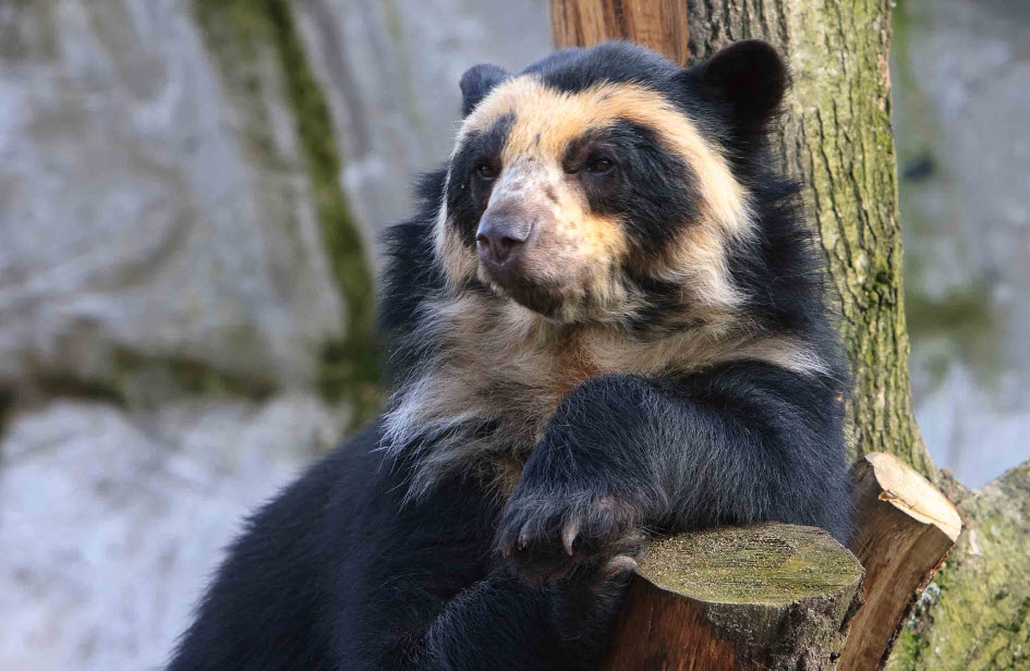 Spectacled Bear The Biggest Animals Kingdom