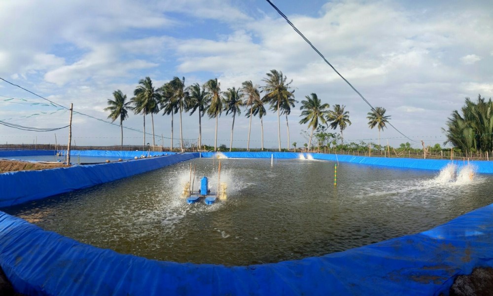 Budidaya Udang di Kolam