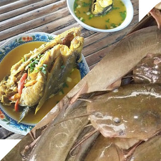 Manfaat Ikan Sembilang Untuk Kesehatan Tubuh Dan Otak Apakah Anda mengetahui seperti apa ikan sembilang itu Manfaat Ikan Sembilang Untuk Kesehatan Tubuh Dan Otak