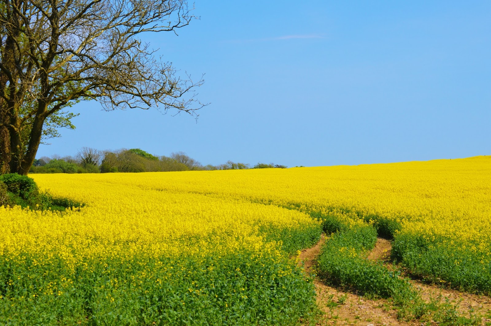 Sunshine Days ♥ Fawns & Fables